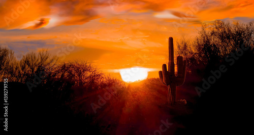  Sunrise on the Arizona desert as the sun eclipses the horizon and the desert comes alive with color.