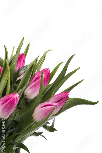 Beautiful bouquet of tulips at white background isolated  Women s Day