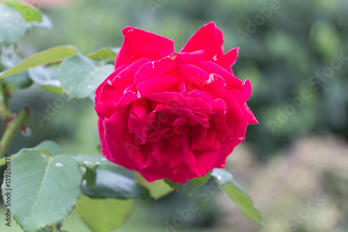 Rose. Crimson flower. Garden plants.