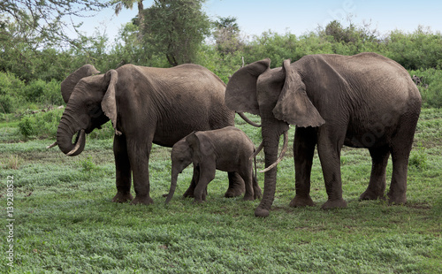 Family of african elephant in Lake Manyara National Park - Tanzania, Eastern Africa