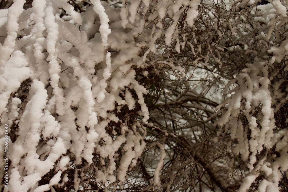 Snowy bush Snowy bush
