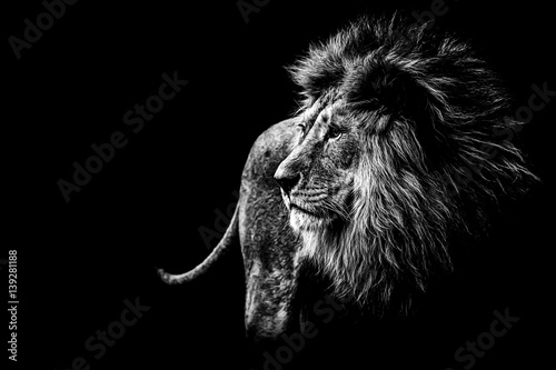 Löwe in schwarz und weiß 