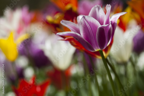 Beautiful close up macro tulip © Sebastian Duda