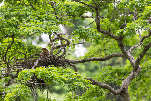 Young tiger heron in treetop nest