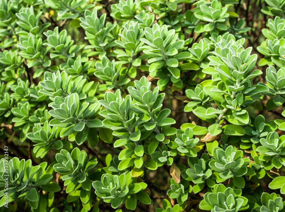 Leaves of plant as background, texture Leaves of plant as background, texture