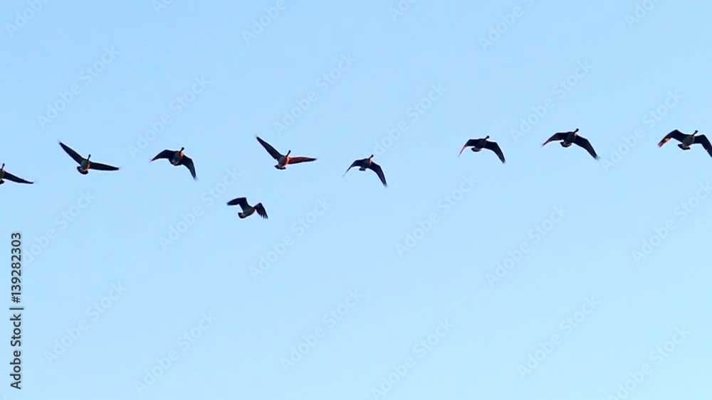 Beautiful, graceful flock of Canadian Geese flying in slow motion.
Beautiful, graceful flock of Canadian Geese flying in slow motion.