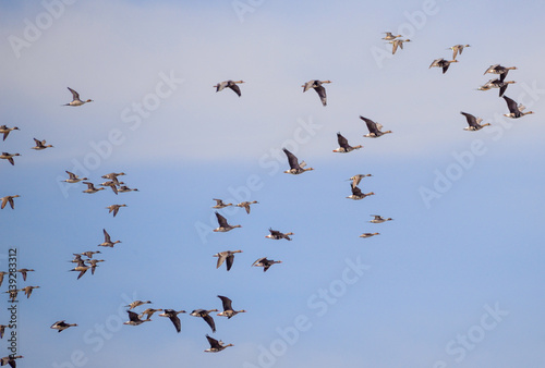 White-fronted geese in flight at the Klamath National Wildlife Refuge in northern California