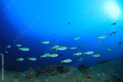 Underwater reef with fish and coral
