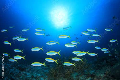 Underwater reef with fish and coral