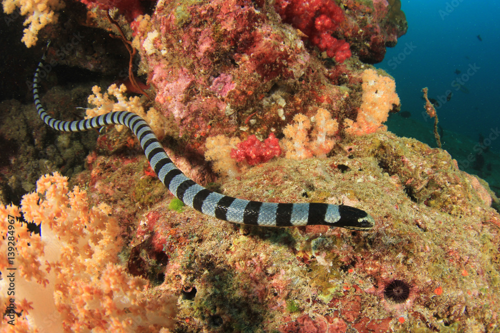 Obraz premium Banded Sea Snake