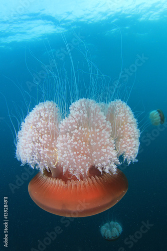 Jellyfish jelly fish sea ocean underwater © Richard Carey