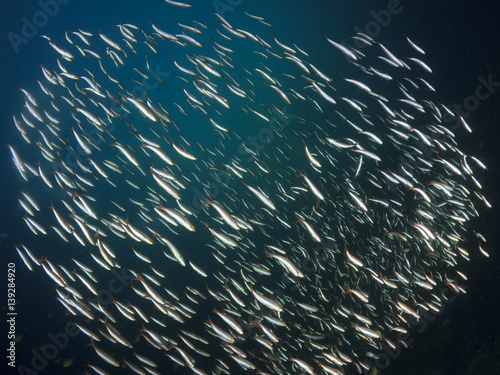 Sardines fish shoal underwater. Fish on coral reef. Fish in sea ocean