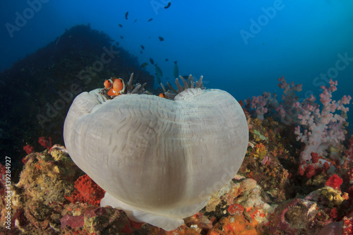 Clownfish anemonefish fish on underwater ocean coral reef