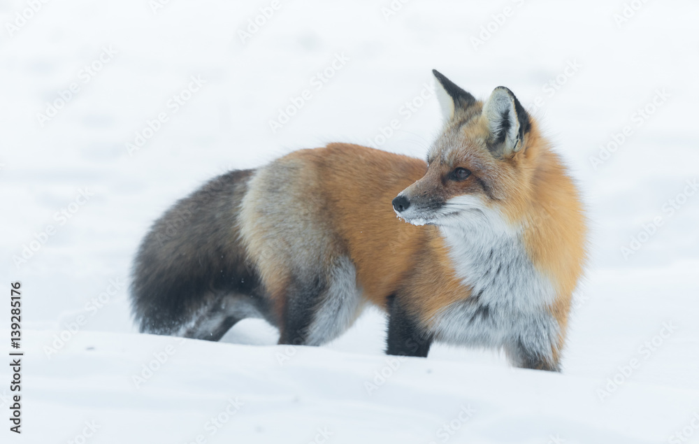 Beautiful nature, portrait of  Red fox (Vulpes vulpes) in a winter woods.  Wild animal emerges from a winter woodland, visits cottages & hunts, scavenges for food.
