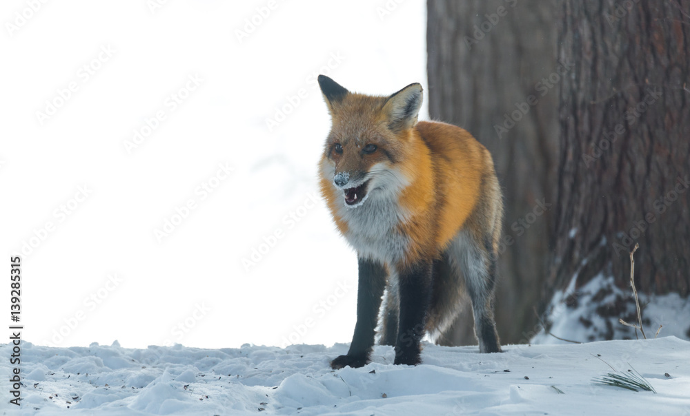 Common Red fox (Vulpes vulpes) in the wild. Wild animal emerges from a winter woodland, visits cottages & hunts, scavenges for food. Common Red fox (Vulpes vulpes) in the wild. Wild animal emerges from a winter woodland, visits cottages & hunts, scavenges for food.