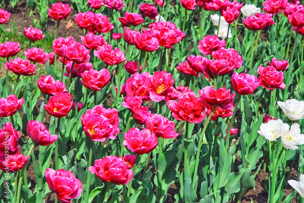 Background of crimson and white double tulips Background of crimson and white double tulips