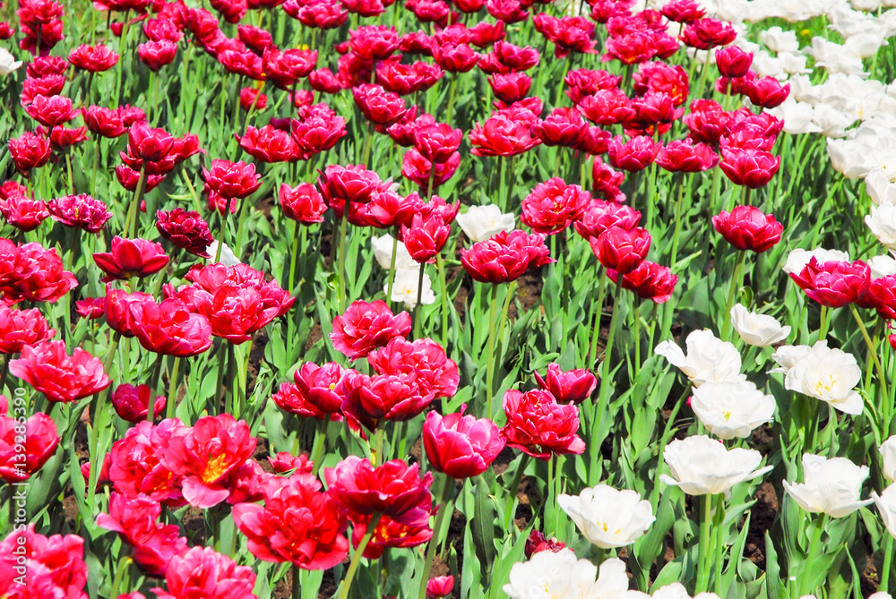 Background of crimson and white Terry Tulip Background of crimson and white Terry Tulip