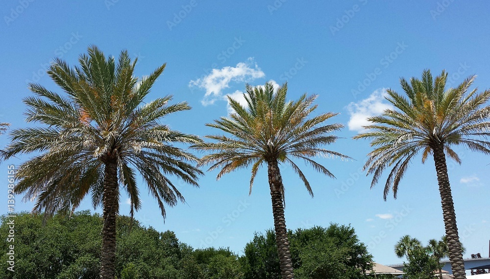 Palm trees against blue sky background in Florida nature