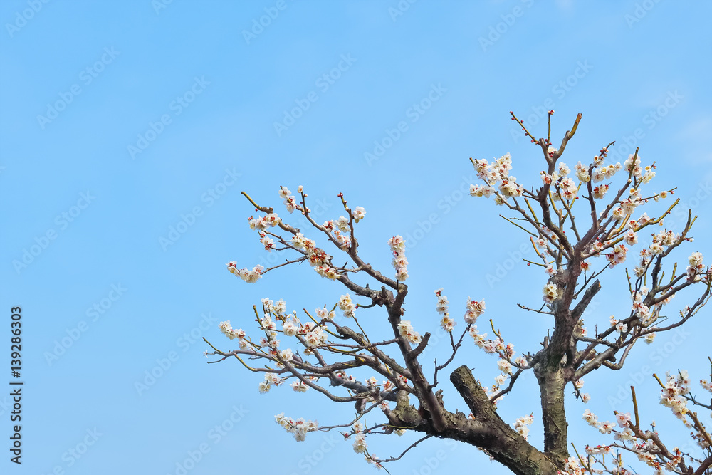 梅の花 梅の花