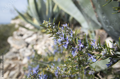 Rosemary camphor wild plant (Rosemarinus officinalis) photo