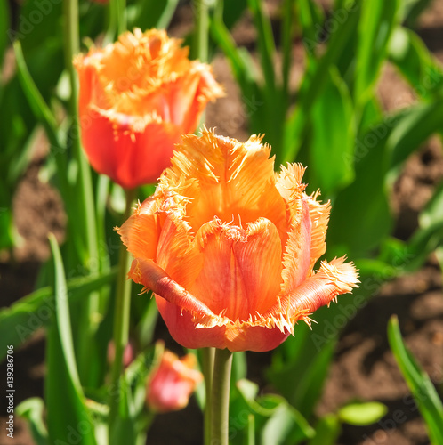 Breeding orange fringed Tulip (Tulipa). The Sort Of "Lambada"