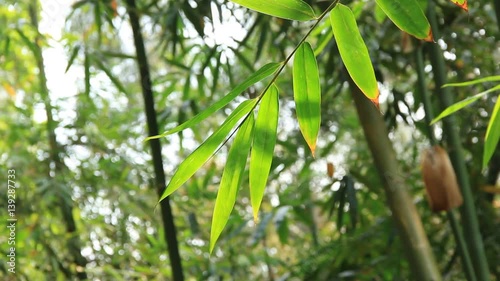 Bamboo