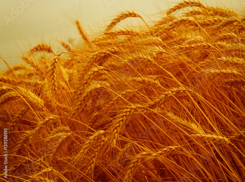 Close up of ripe wheat ears