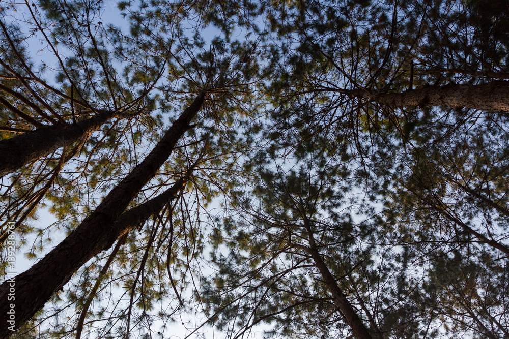 Fototapeta premium Tree