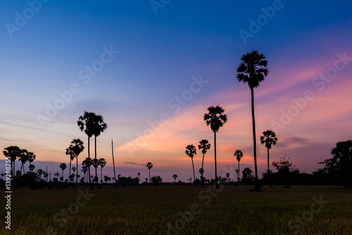 Asian Palmyra palm, Toddy palm, Sugar palm © Pawarun