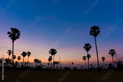 Asian Palmyra palm  Toddy palm  Sugar palm