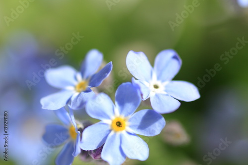 Forget-me-not © mex99