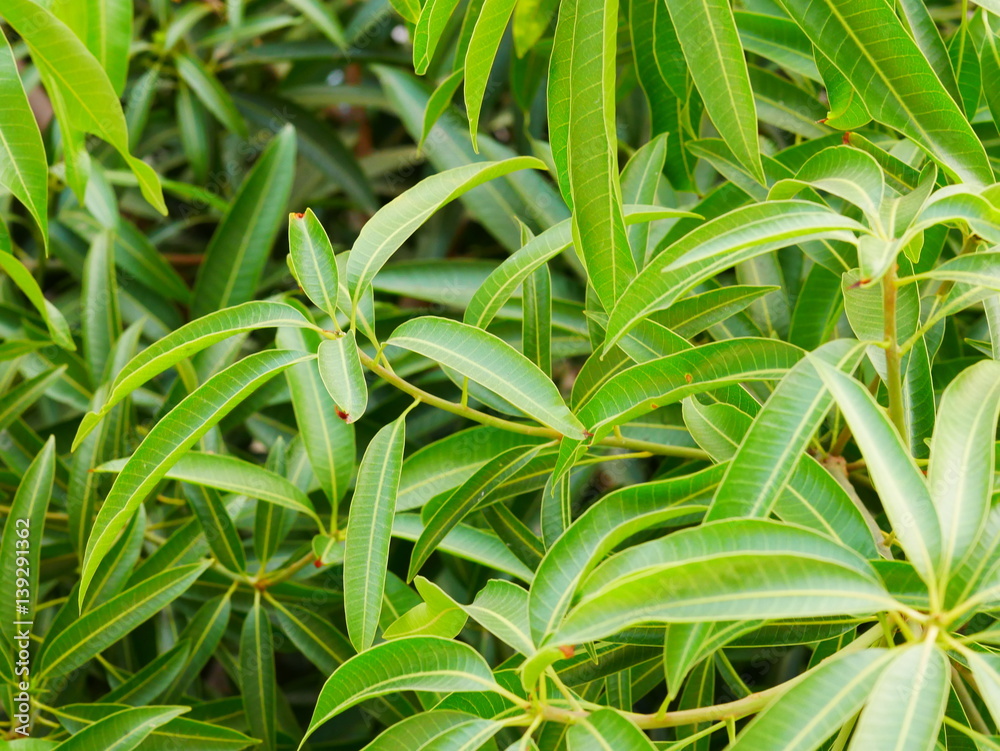 Green Mango leaves Green Mango leaves