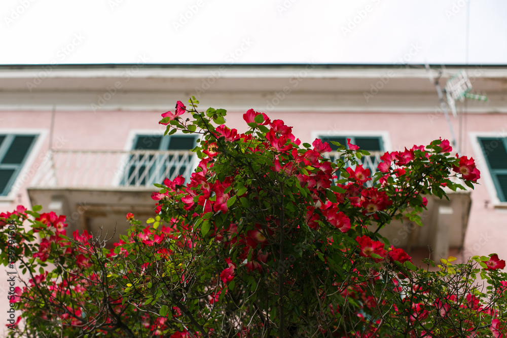 Pink flowers in front of a pink house in Cinque Terre, Italy.