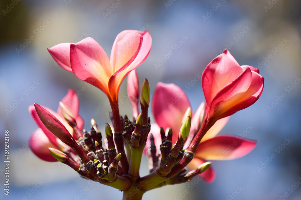 Fototapeta premium orchids at the peradeniya gardens kandy sri lanka