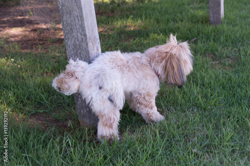 Canvastavla dog cocking leg on a post funny