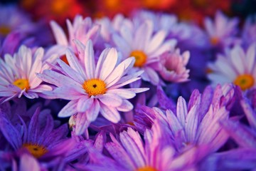 Acrylglasbilder Pflaumen Violette Blüte in zarter Nahaufnahme  © Ingon