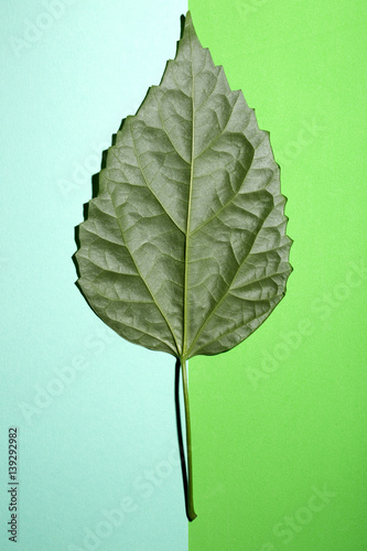 Зелёный лист растения на зелёном фоне разных оттенков
