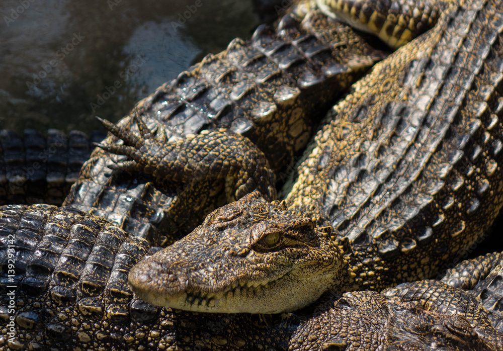 Fototapeta premium Crocodile Saltwater young