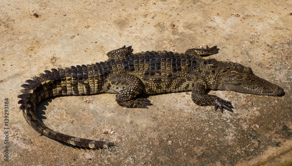 Crocodiles nursery pond. Crocodiles nursery pond.