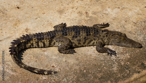 Crocodiles nursery pond.