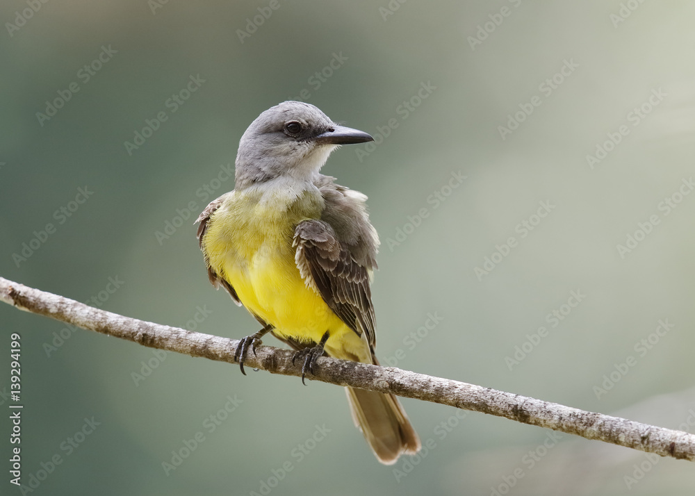Obraz premium Tropical Kingbird perched on a branch - Gamboa, Panama