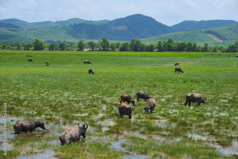 The buffalo herds are grass shear in grasslands that juicy and have a mountain backdrop.