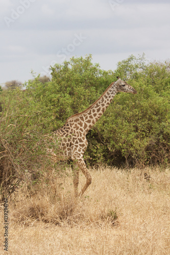 A Lone Giraffe in Tanzania