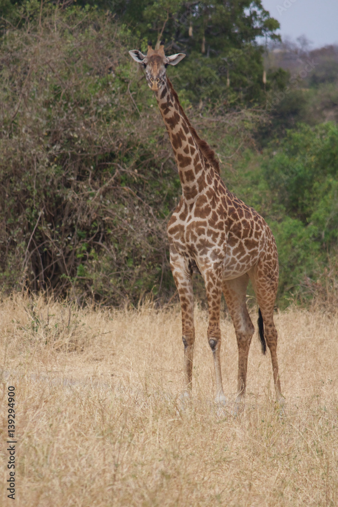 A Curious Giraffe in Tarangire National Park A Curious Giraffe in Tarangire National Park