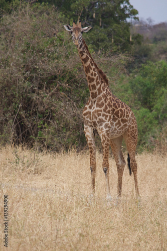 A Curious Giraffe in Tarangire National Park