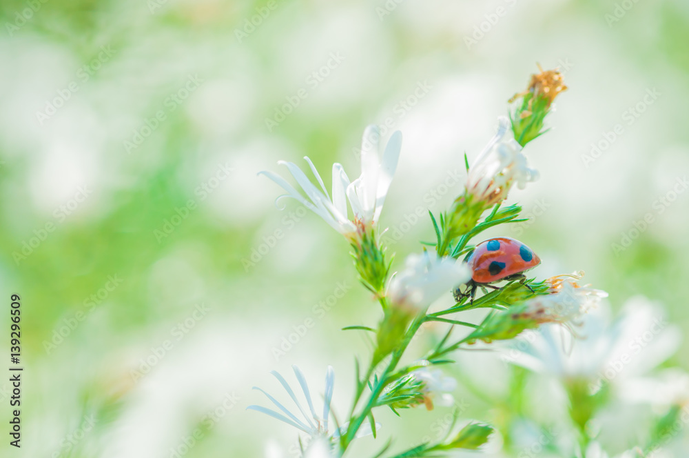 Obraz premium Ladybird on the White Flower