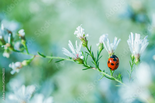 Ladybird on the White Flower