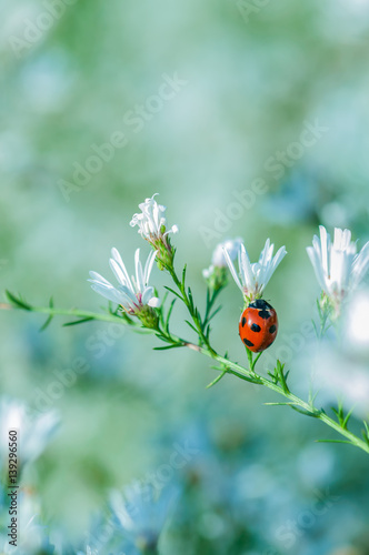 Ladybird on the White Flower © divedog