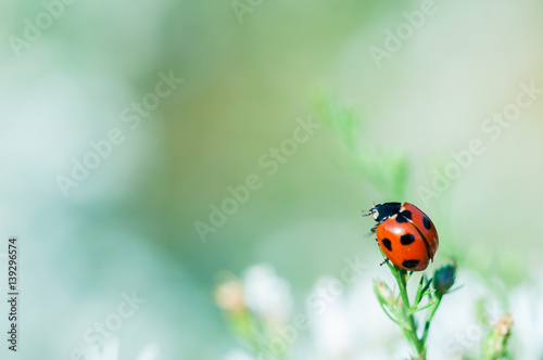 Ladybird on the White Flower