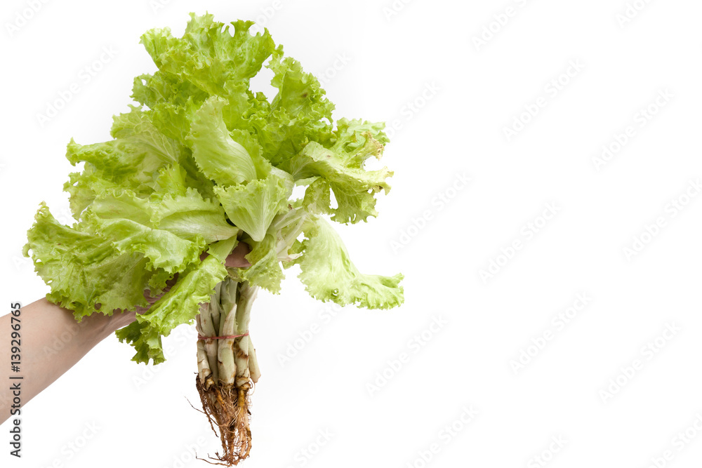 Hand holding lettuce on white background isolated